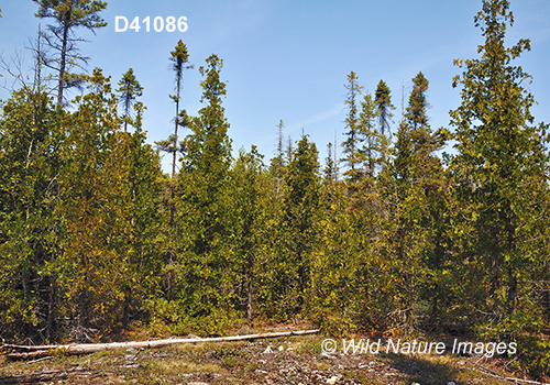 Eastern Great Lakes lowland forests